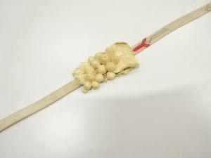 アンティーク　象牙帯留め・正絹手組三分紐セット